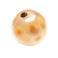 A Watercolor white currant with a stem and visible seeds on a plain studio style presentation space on transparent background png