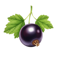 Isolated image of a Watercolor currant with leaves and stem on a plain area in a digital rendering style on transparent background png
