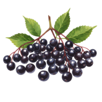A bunch of elderberries hanging from a branch with a few green leaves in an artistic style image on transparent background png