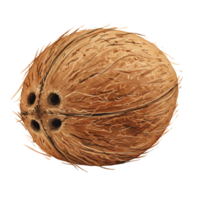 Close up view of a Watercolor brown coconut with three visible holes on a neutral color plane scene on transparent background png
