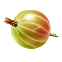 A Watercolor gooseberry with a stem and a small branch on a plain setting with soft lighting present on transparent background png
