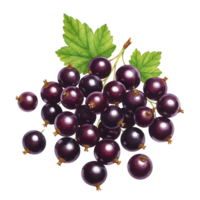 A cluster of ripe currants with vibrant green leaves isolated on a plain transparent area view on transparent background png