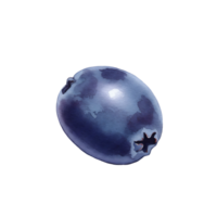 Watercolor blueberry with a smooth skin and a star shaped pattern on a plain solid color backdrop on transparent background png