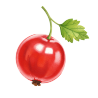 A Watercolor red currant with a green leaf and stem against a plain colored solid space area view close up on transparent background png