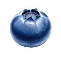 A Watercolor blueberry with a smooth surface and a distinctive crown against a plain backdrop on transparent background png