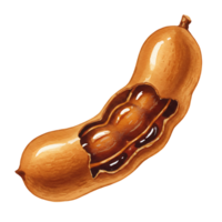 A watercolor painting of a tamarind fruit with its pulp partially exposed on a plain background art piece on transparent background png