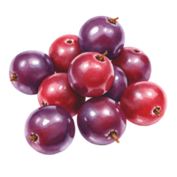 A pile of glistening red and purple berries clustered together on a plain colored surface view from above on transparent background png