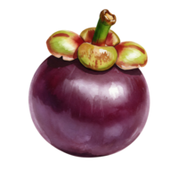 A Watercolor mangosteen fruit with green stem and sepals on an isolated transparent canvas space view on transparent background png