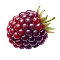 A Watercolor blackberry with leaves showing a gradient of red to purple on a plain solid color space on transparent background png