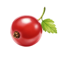 Close up view of a Watercolor red currant with a stem and a leaf on a plain color space area on transparent background png