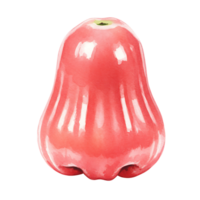 Isolated Watercolor rose apple fruit with a glossy surface set against a plain solid colored backdrop on transparent background png