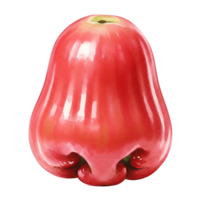 A Watercolor rose apple fruit with a smooth shiny surface isolated on a solid color background plain and simple on transparent background png