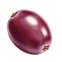 A Watercolor red grape with a glossy surface isolated against a plain solid color backdrop view close up on transparent background png