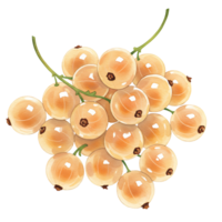 A cluster of white currants with stems against a plain field in a close up still life arrangement on transparent background png