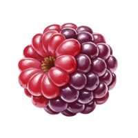 A Watercolor raspberry fruit with a red and purple color scheme on a plain solid color space field on transparent background png