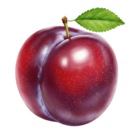 A Watercolor plum with a stem and a leaf presented against a plain isolated studio type presentation on transparent background png