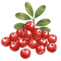 A cluster of red cranberries with green leaves presented against a plain background image for designs on transparent background png