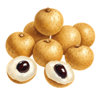 A Watercolor of longan fruits with two halves revealing the seed on a plain simple setting view image on transparent background png