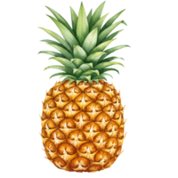 Isolated pineapple with green leafy top showing its textured rind on a transparent setting viewable on transparent background png