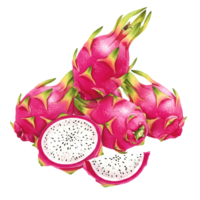 A Watercolor of several dragon fruits with one cut open and a slice on a plain area showing the insides on transparent background png