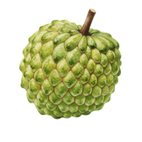 A Watercolor custard apple with a stem isolated against a plain backdrop in digital rendering style on transparent background png