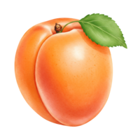 A Watercolor apricot with a green leaf attached to it in a close up view on a plain background image on transparent background png