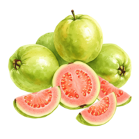 A Watercolor of whole and sliced guavas with pink flesh on a plain surrounding for design elements use on transparent background png