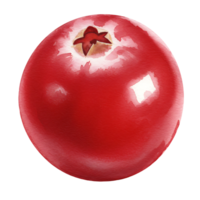 A vibrant close up of a Watercolor red cranberry with a glossy surface against a plain background space on transparent background png