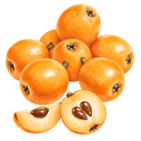 A Watercolor of loquats with some cut in half showing the seeds on a plain color isolated canvas space on transparent background png