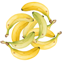 A Watercolor of yellow and green bananas are piled together in a cluster on a plain space design art on transparent background png