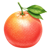 A vibrant grapefruit with stem and leaves showcasing its Watercolor and juicy appearance in a simple view on transparent background png