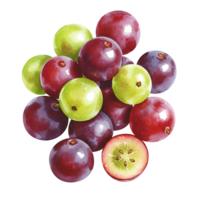A vibrant cluster of grapes in varying shades of green and purple with a cut grape showing seeds on transparent background png