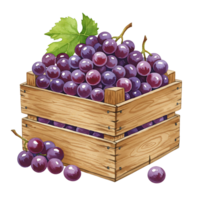 A Watercolor crate filled with ripe purple grapes and a green leaf on a transparent setting view image on transparent background png
