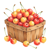 A Watercolor basket filled with yellow and red cherries with stems on a plain color setting scene view on transparent background png