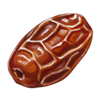 A Watercolor date fruit with a pitted surface and a hole on one end against a plain setting scene on transparent background png