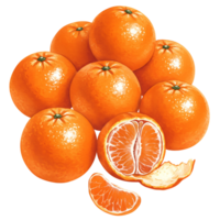 A Watercolor of vibrant tangerines with one peeled showing segments on a plain isolated space view from above on transparent background png
