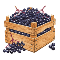 Watercolor crate filled with ripe elderberries and some scattered around the crate on a neutral surface on transparent background png