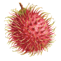 A Watercolor rambutan fruit with spiky skin and stem isolated on a plain colored surface view from the top on transparent background png