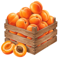 A Watercolor crate filled with ripe apricots and two halved apricots in the foreground of the image on transparent background png