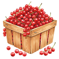 A Watercolor basket filled with bright red currants with stems and loose berries around the basket base on transparent background png