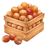 A Watercolor crate filled with nutmegs some with red mace and some nutmegs placed outside the crate too on transparent background png