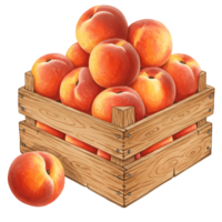 A Watercolor crate filled with ripe peaches and one peach resting beside it on a transparent surface on transparent background png