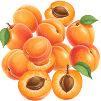 A Watercolor of apricots with some cut in half showing the seed and some with leaves attached too 100 on transparent background png