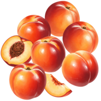 A Watercolor of peaches with a peach cut in half showing the pit and a peach slice on a plain backdrop on transparent background png