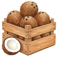 A Watercolor crate filled with several coconuts and one halved coconut showing the white flesh inside it on transparent background png