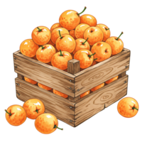 A Watercolor crate filled with many ripe loquats and some loquats are scattered around the crate base on transparent background png