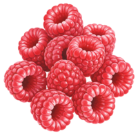 A vibrant pile of Watercolor raspberries stacked together against a plain contrasting backdrop image view on transparent background png