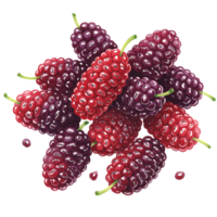 A cluster of mulberries in varying shades of red and purple with green stems on a plain backdrop on transparent background png