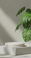 Minimalist product display featuring a textured white cylinder and vibrant green Swiss cheese plant photo