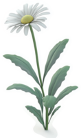A single, elegant daisy with delicate leaves. png